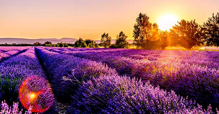 Lavender field france