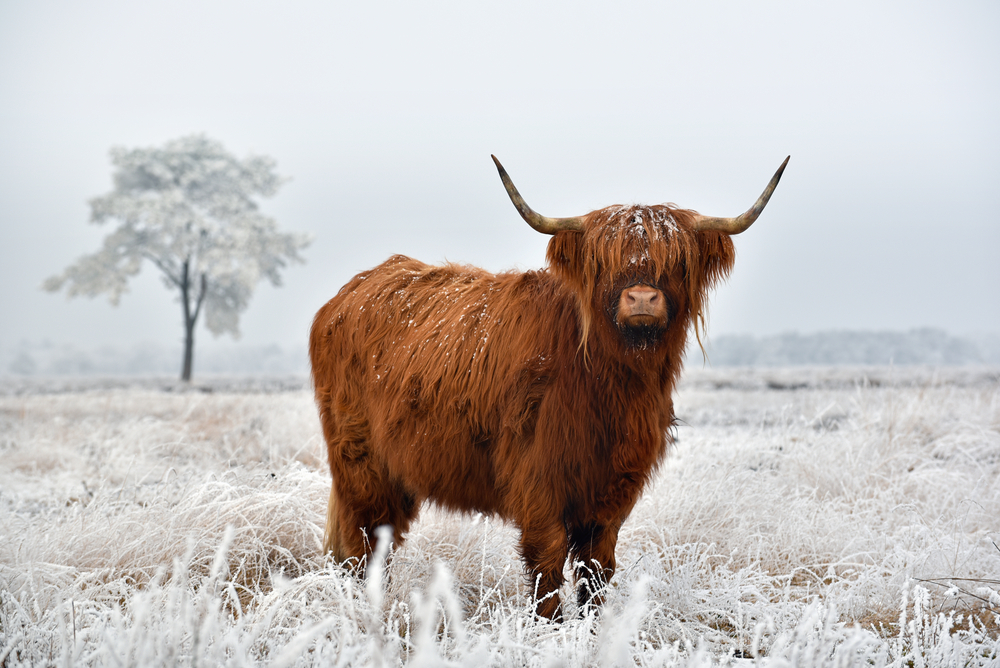 Woolly cow in Scottish Highlands